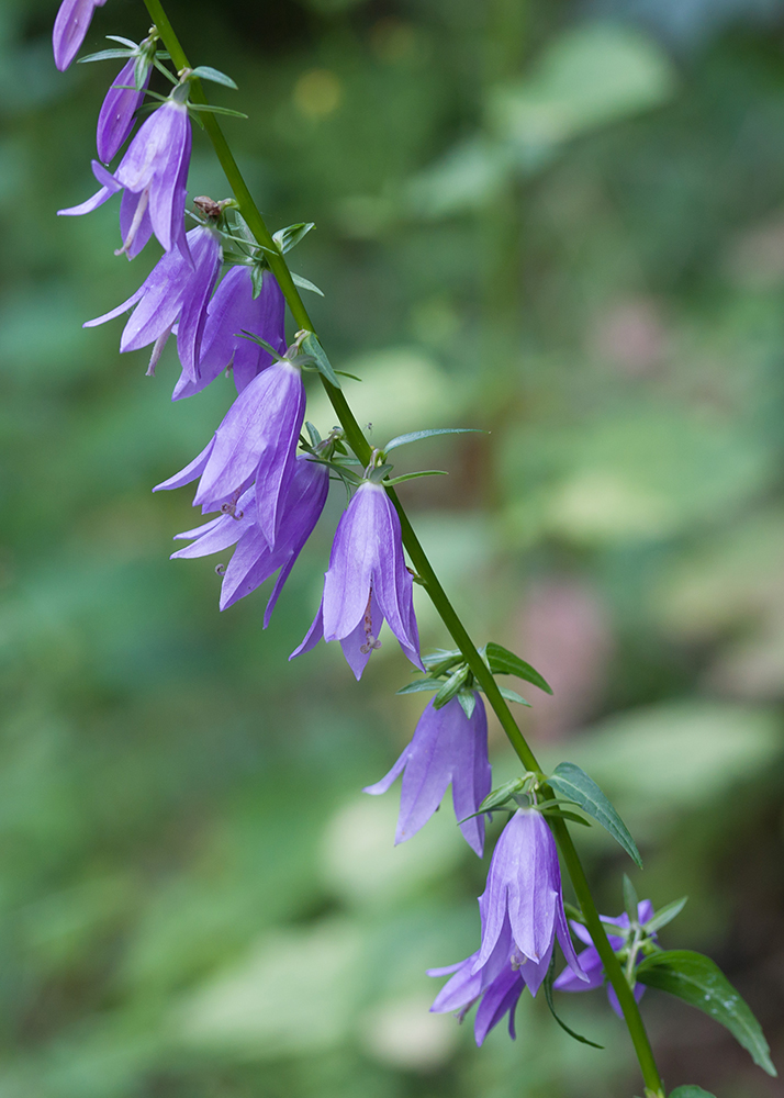 Image of Campanula rapunculoides specimen.