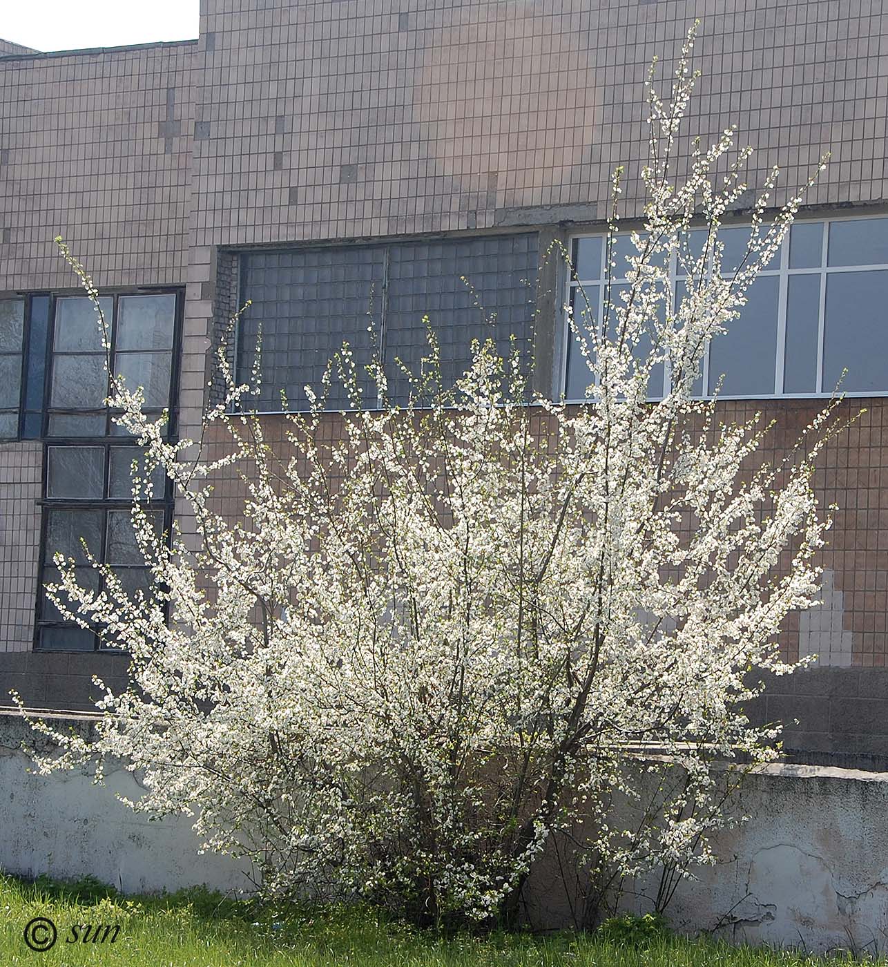 Image of Prunus cerasifera specimen.