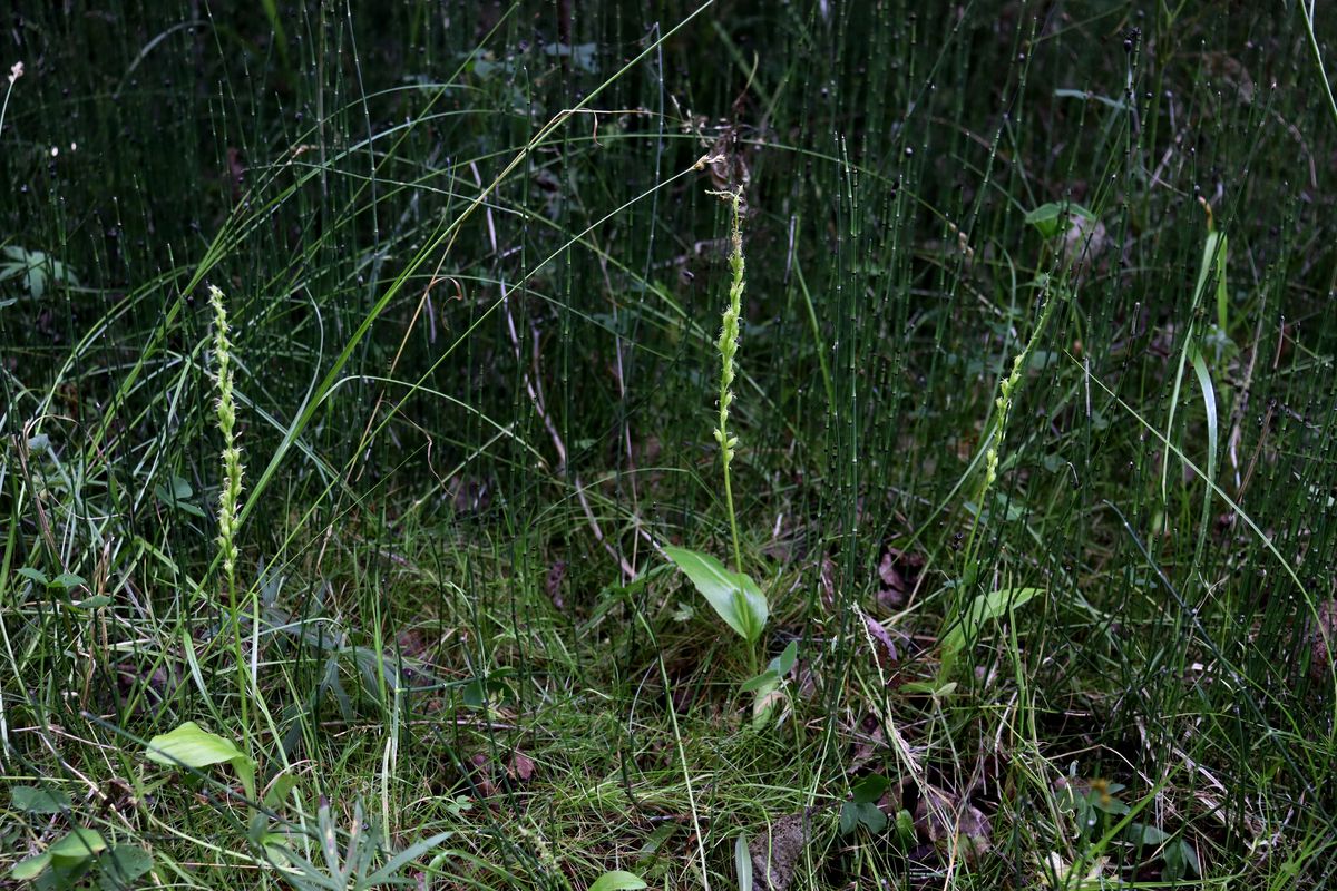 Image of Malaxis monophyllos specimen.