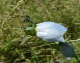 Codonopsis clematidea