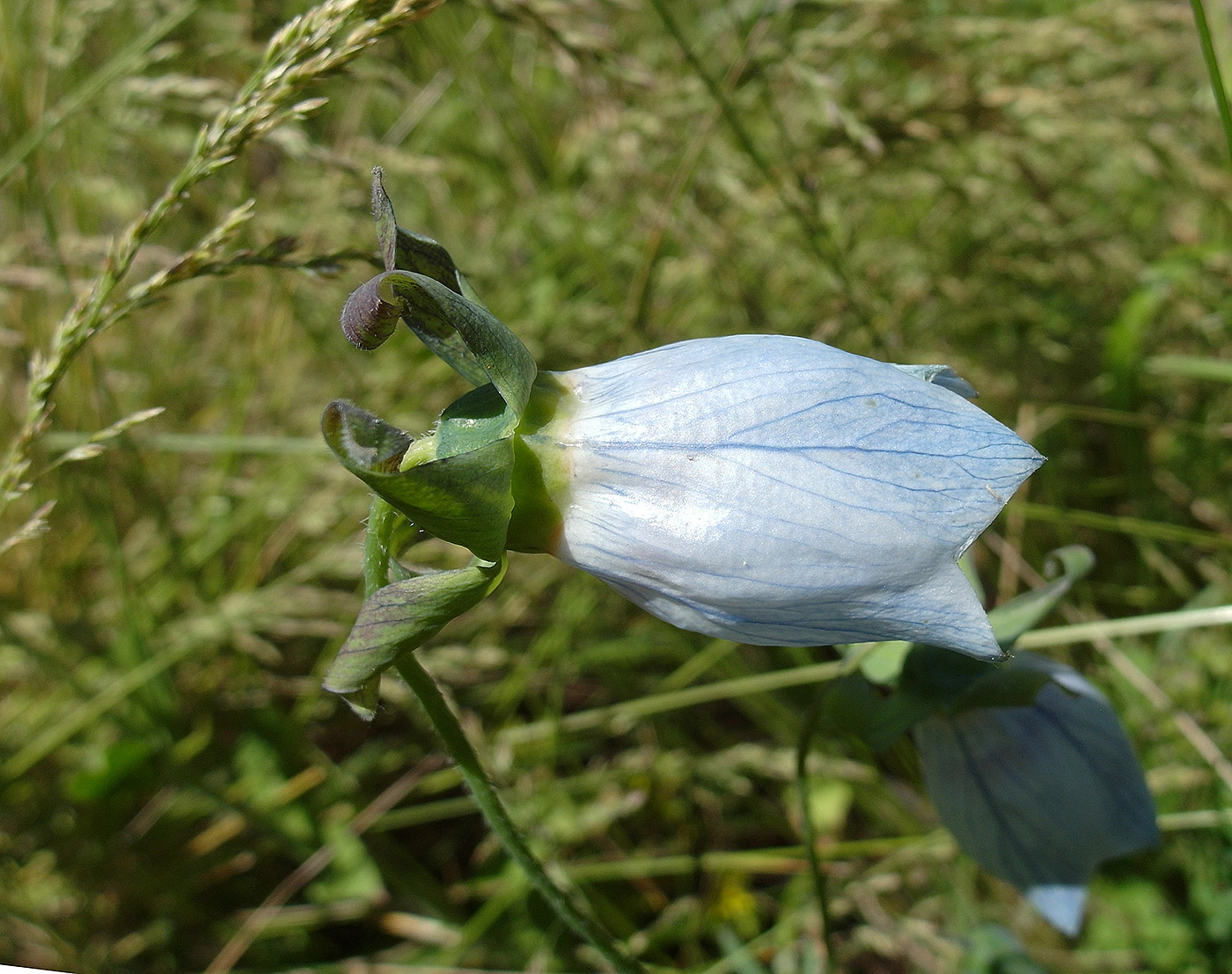 Изображение особи Codonopsis clematidea.