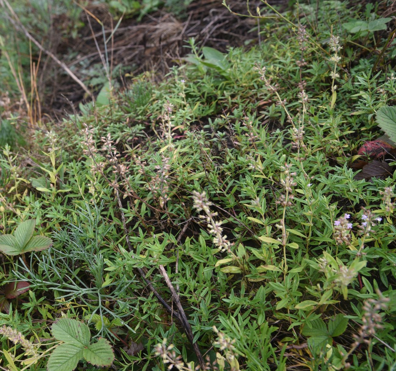 Изображение особи род Thymus.