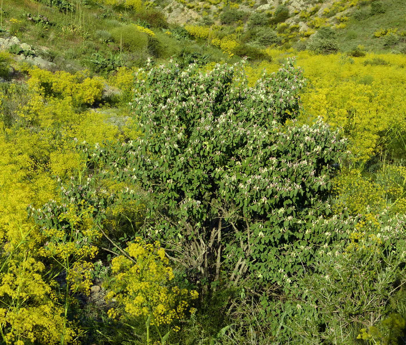 Image of Lonicera nummulariifolia specimen.