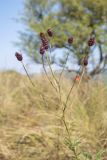 Sanguisorba officinalis