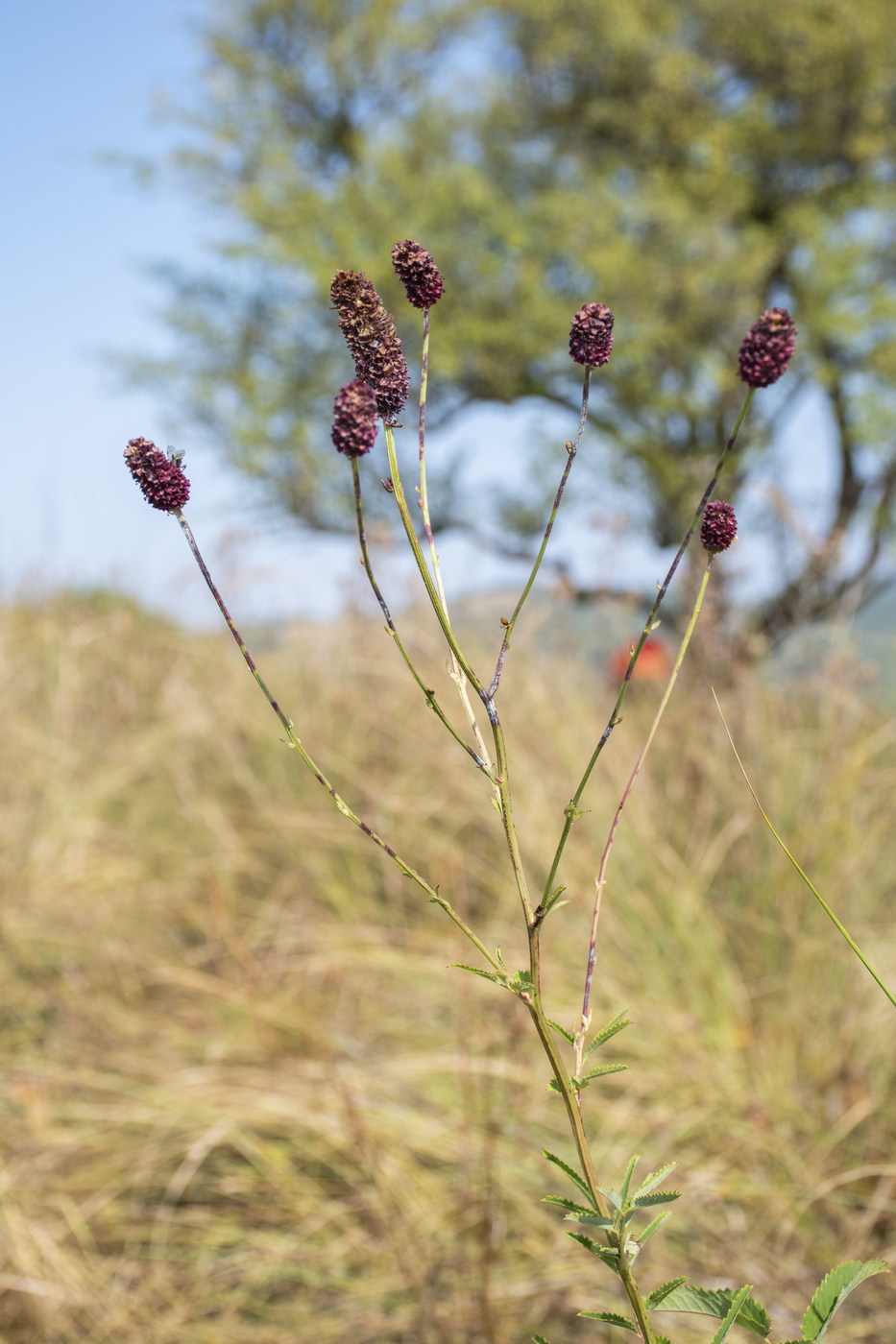 Image of Sanguisorba officinalis specimen.