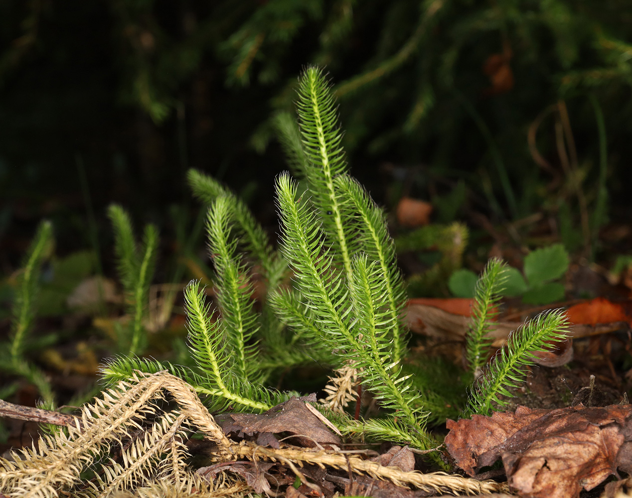 Изображение особи Lycopodium clavatum.