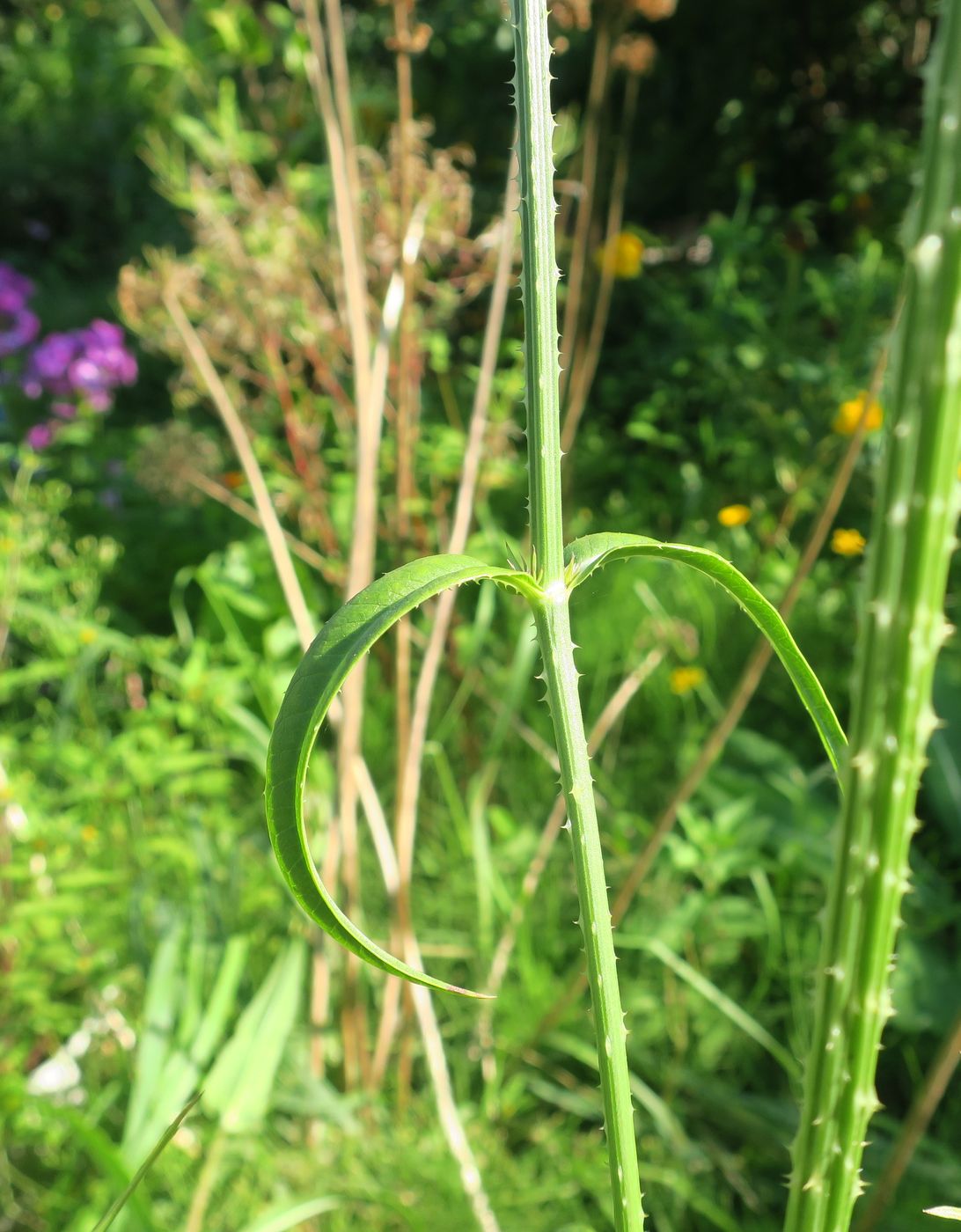 Image of Dipsacus fullonum specimen.