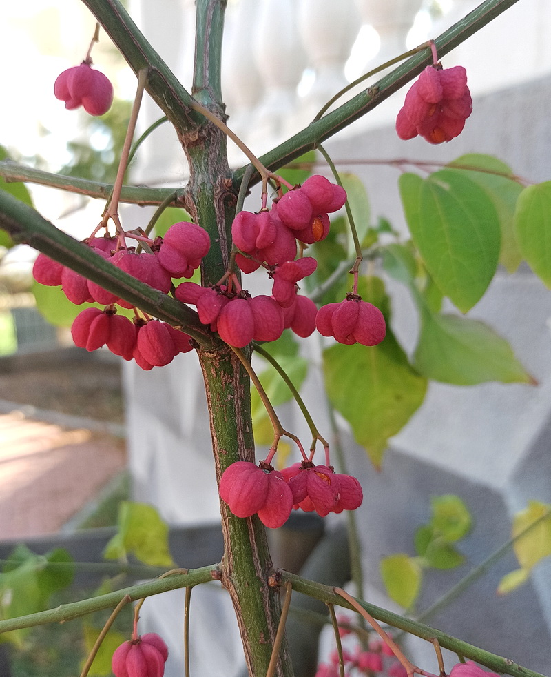 Изображение особи Euonymus europaeus.