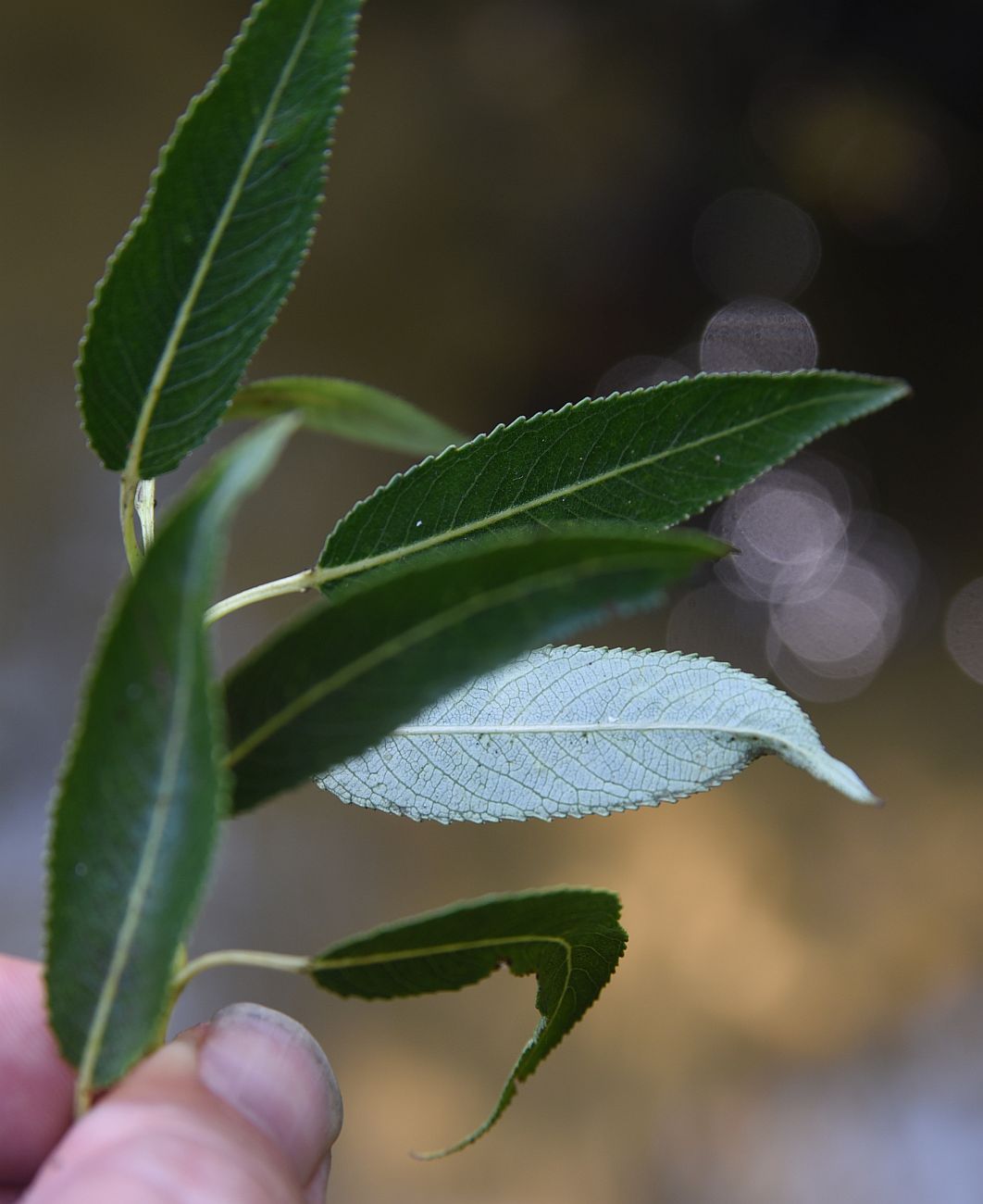 Image of genus Salix specimen.