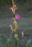 Ipomoea purpurea