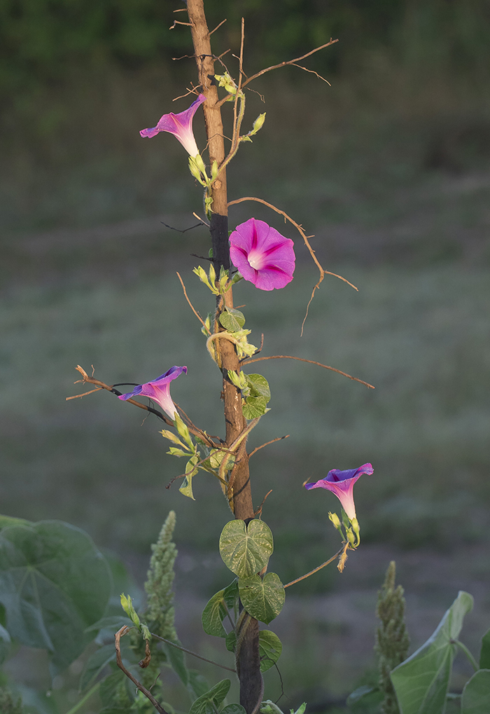 Изображение особи Ipomoea purpurea.