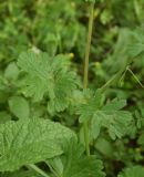 Geranium depilatum. Часть побега. Чечня, Шаройский р-н, долина р. Цесиахк, рядом с домом Мансура, выс. ок. 1500 м н.у.м., луг. 28 июня 2024 г.