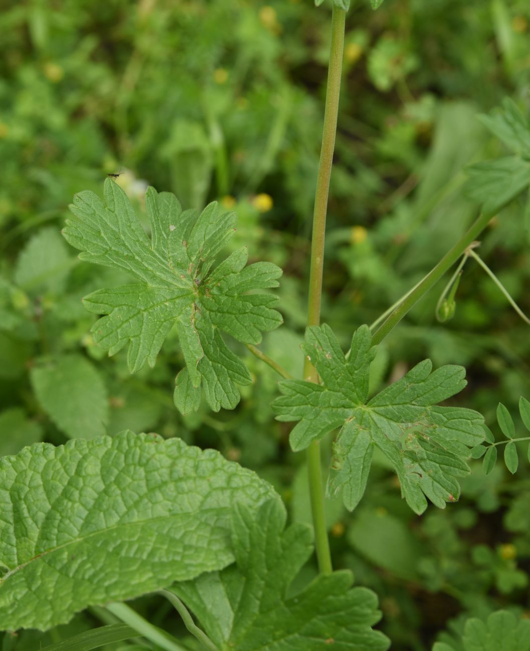 Изображение особи род Geranium.