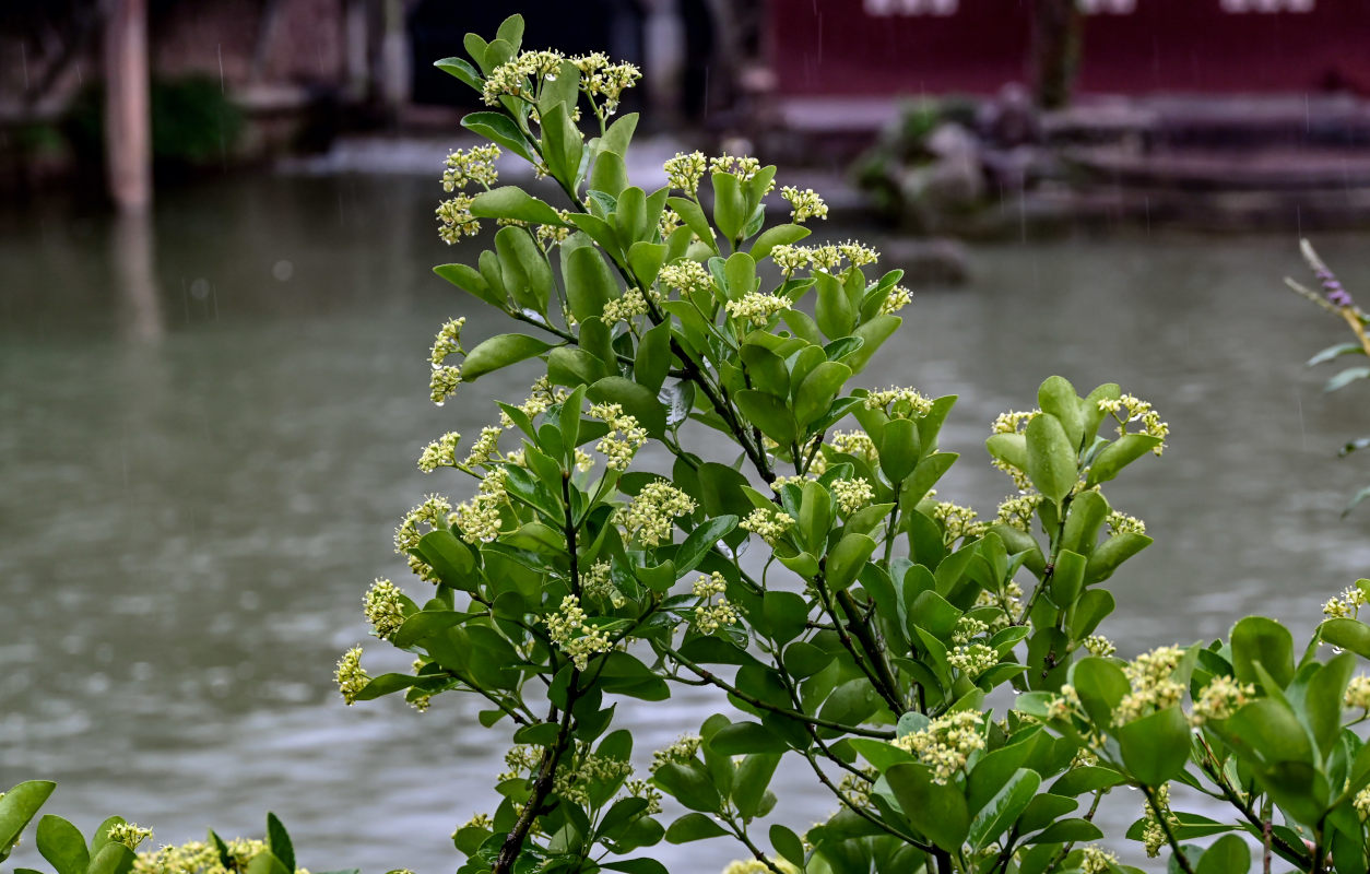 Image of Euonymus japonicus specimen.