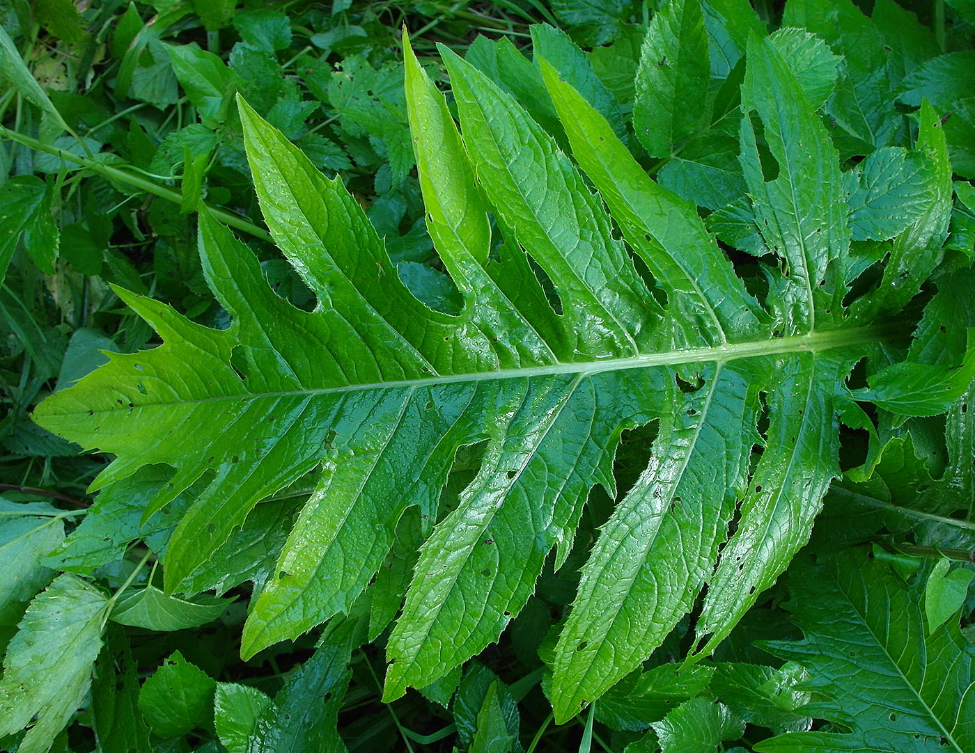 Изображение особи Cirsium oleraceum.