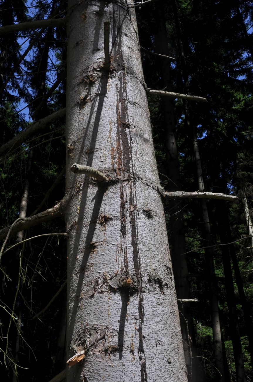 Image of Picea orientalis specimen.