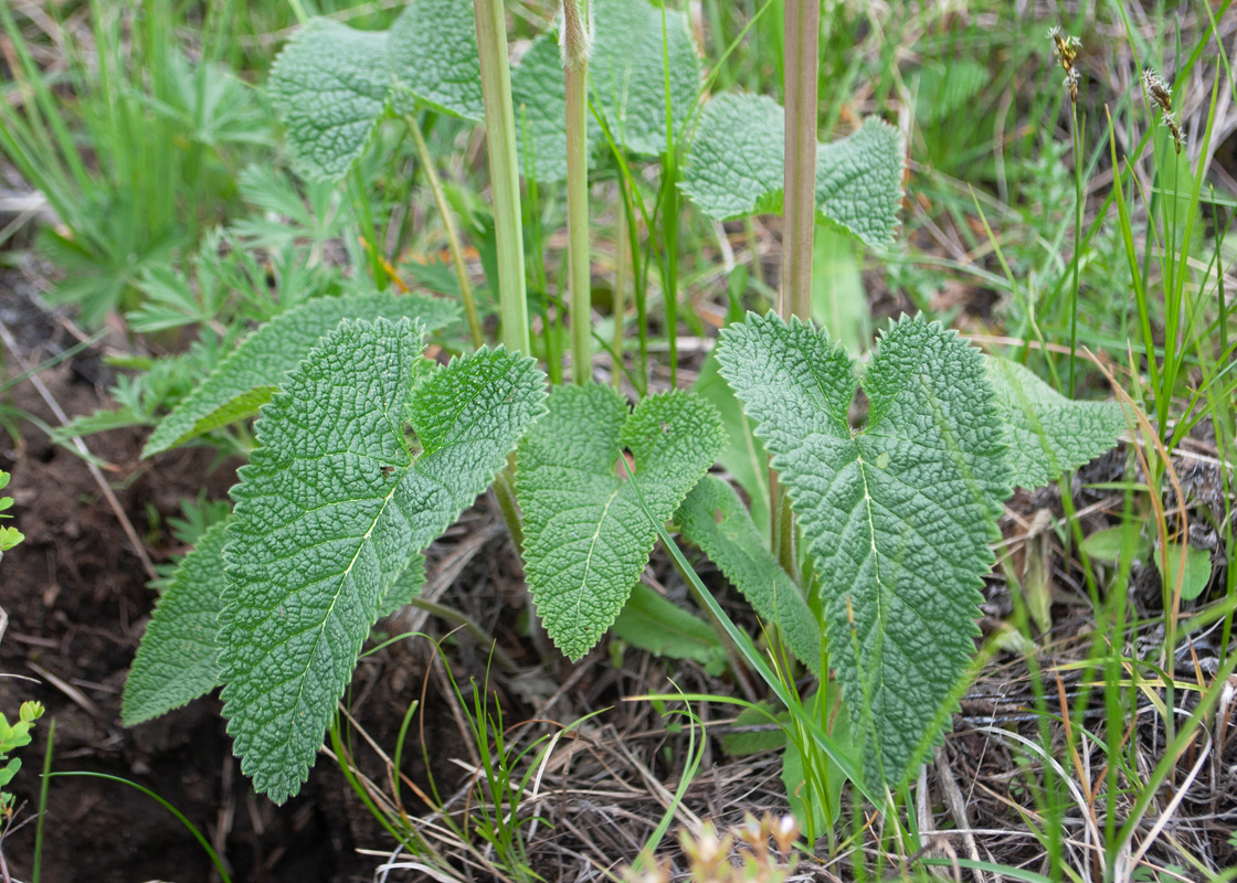 Image of Phlomoides tuberosa specimen.