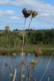 Daucus carota. Верхушки усыхающих побегов с соплодиями. Псковская обл., окр. дер. Изборск, Труворово городище, суходольный луг. 18.08.2024.