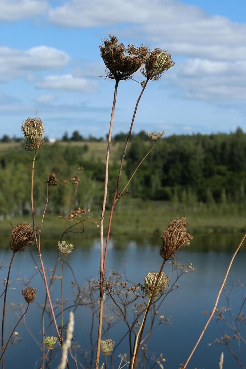 Image of Daucus carota specimen.