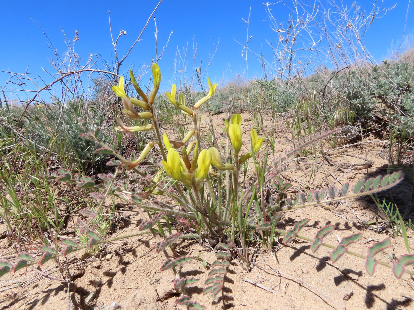Изображение особи род Astragalus.