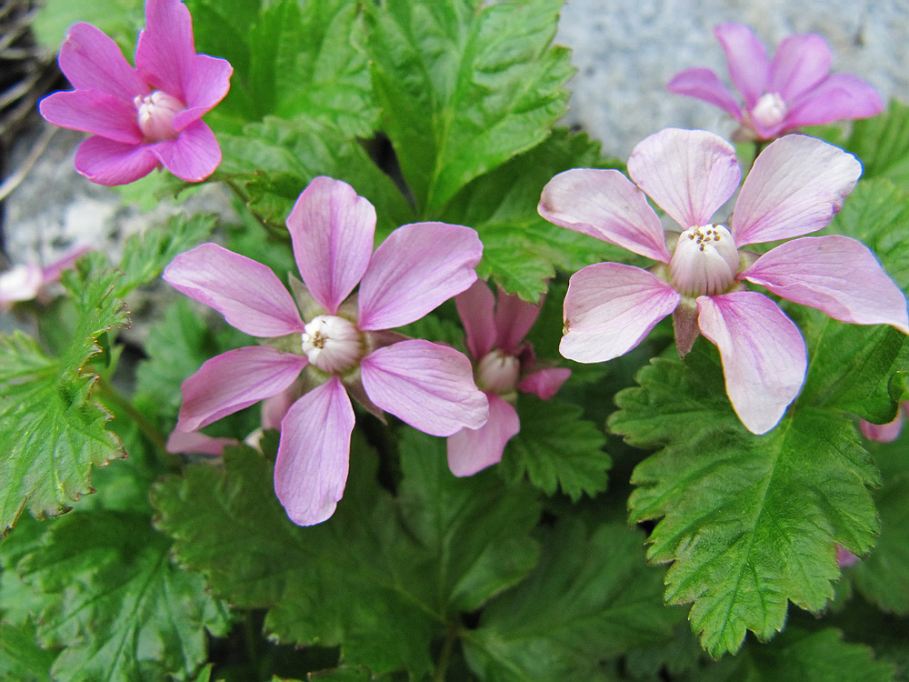 Image of Rubus arcticus specimen.