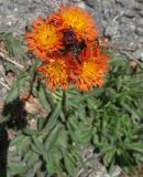 Смотреть изображение Pilosella aurantiaca