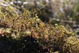View full-size image Abietinella abietina