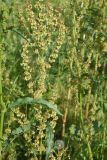 View full-size image genus Rumex