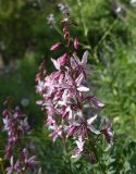 View full-size image Dictamnus caucasicus