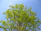Acer platanoides. Верхняя часть кроны цветущего дерева. Киев, Южная Борщаговка. 28 апреля 2011 г.