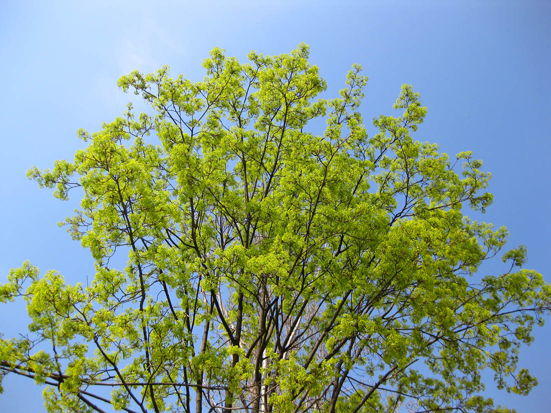 Image of Acer platanoides specimen.