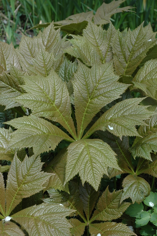 Image of Rodgersia podophylla specimen.