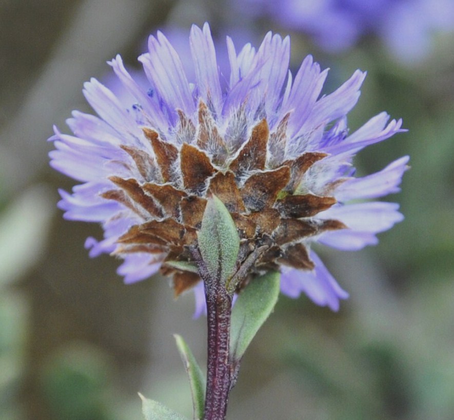 Image of Globularia alypum specimen.