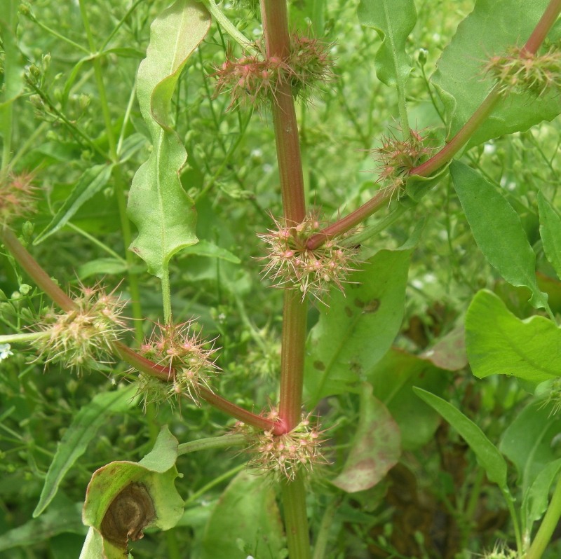 Image of Rumex marschallianus specimen.