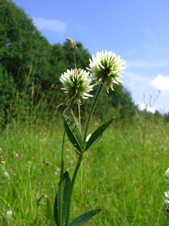 Изображение особи Trifolium montanum.