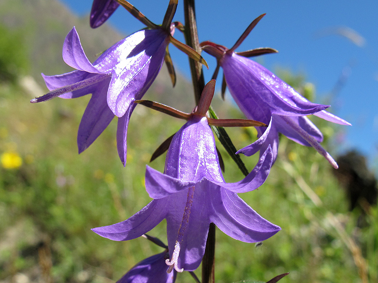 Изображение особи Campanula rapunculoides.