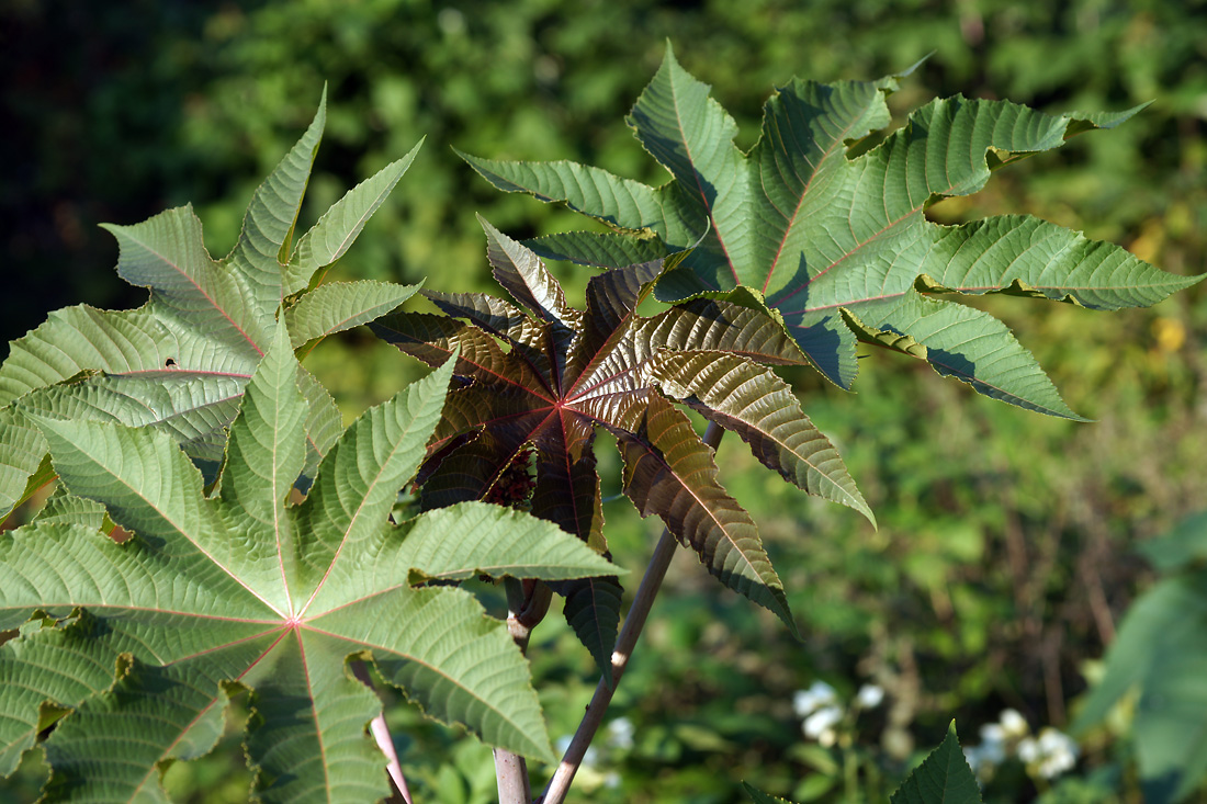 Изображение особи Ricinus communis.