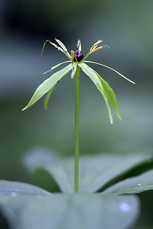 Изображение особи Paris quadrifolia.