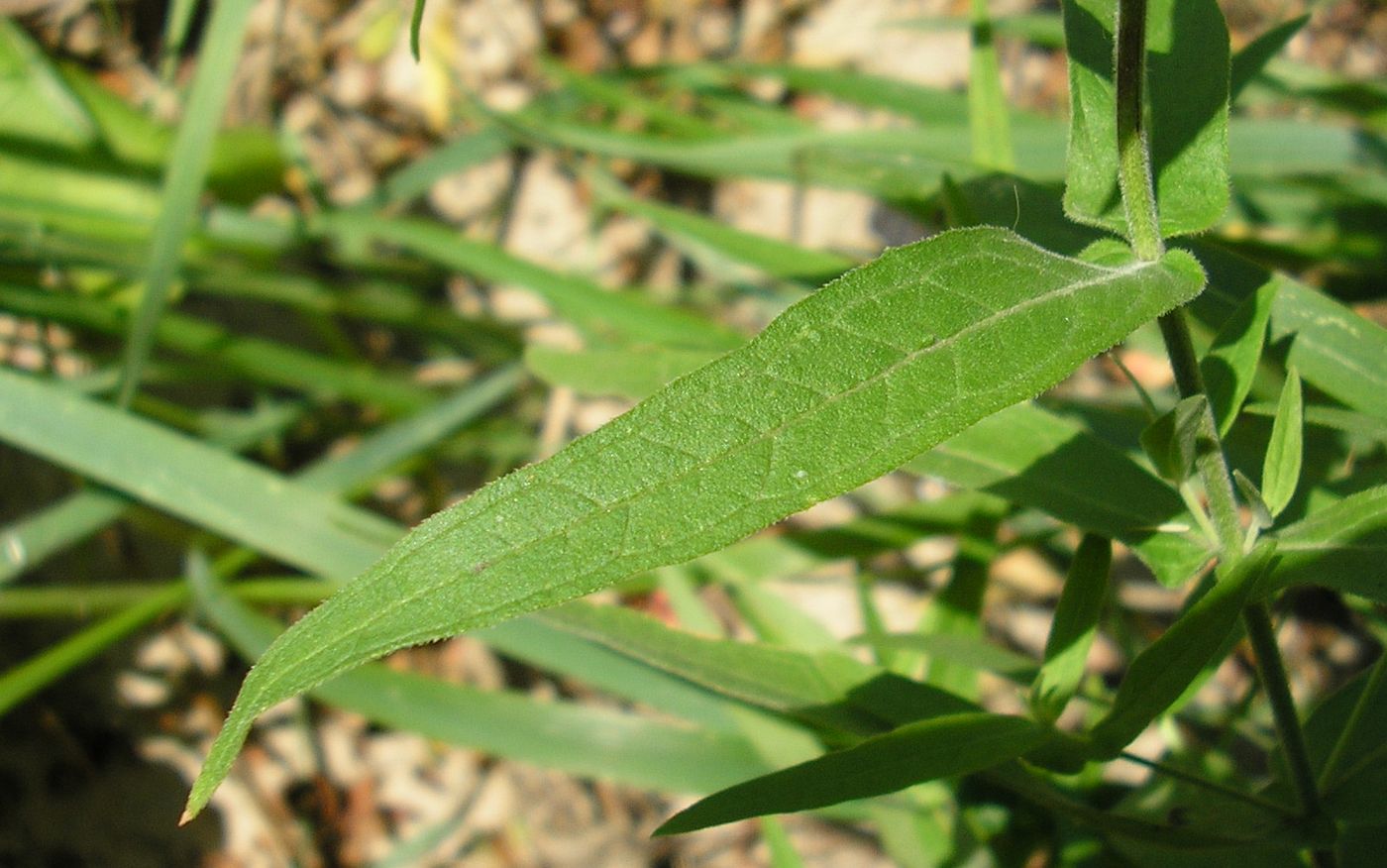 Image of Lythrum salicaria specimen.