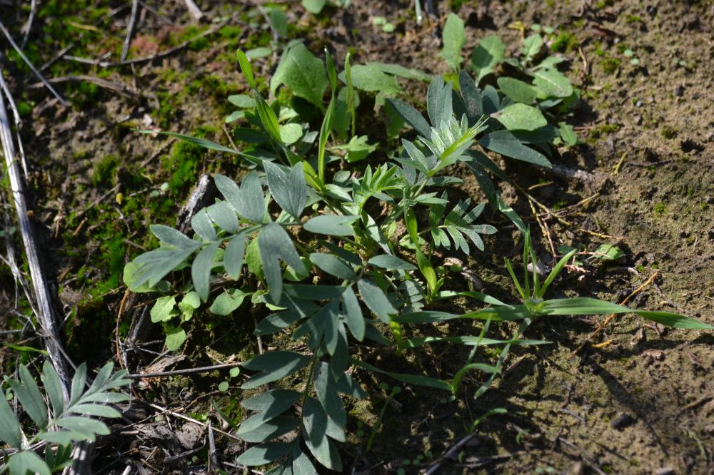 Изображение особи Potentilla bifurca.