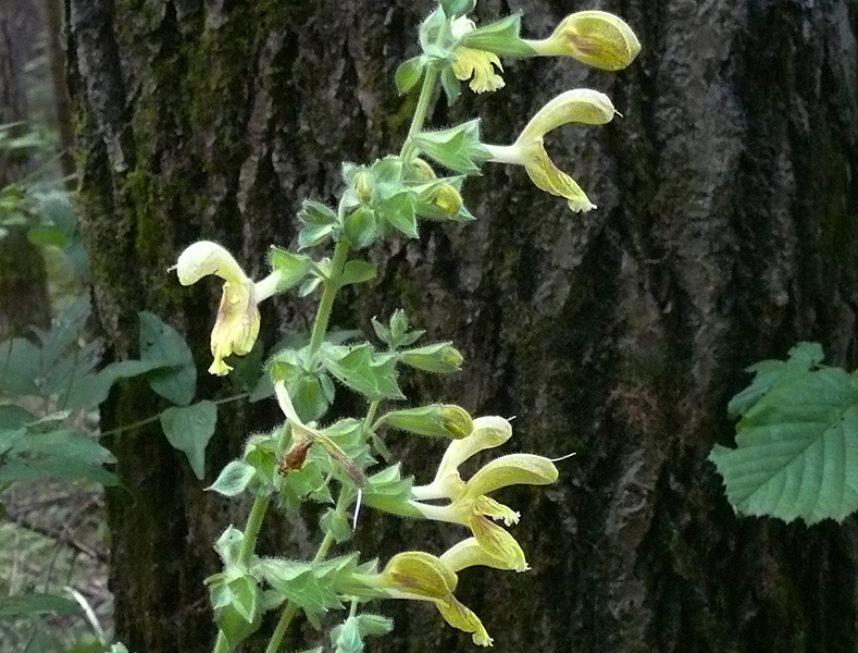 Изображение особи Salvia glutinosa.