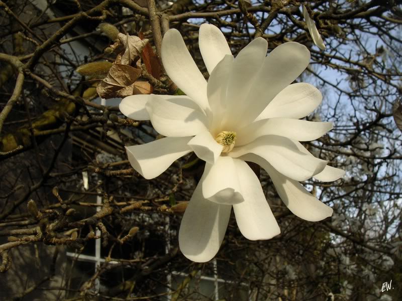 Image of Magnolia stellata specimen.