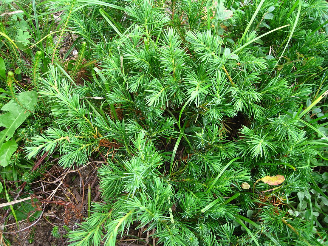 Изображение особи Juniperus conferta.