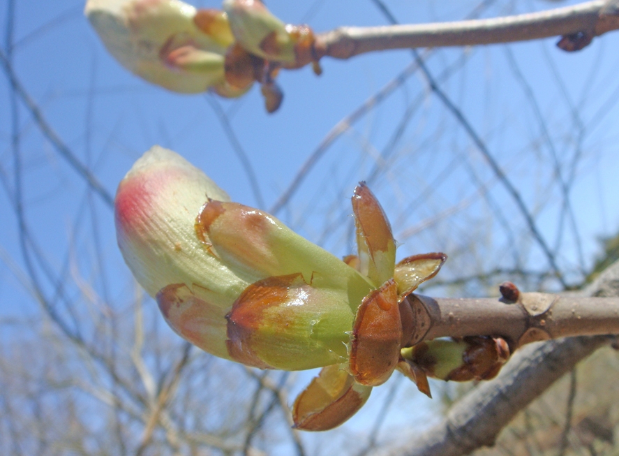 Image of genus Aesculus specimen.