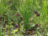 Fritillaria ruthenica