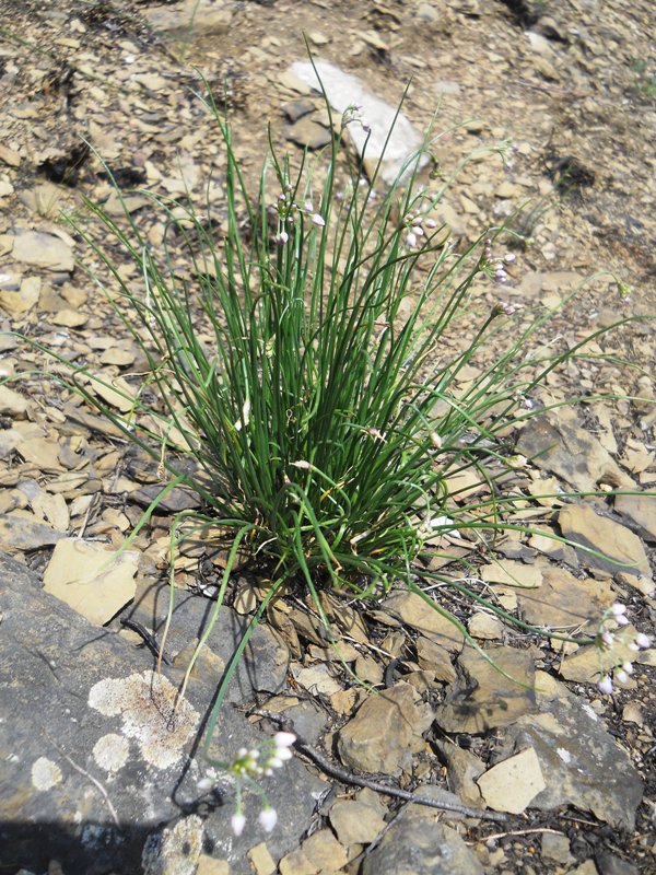 Изображение особи Allium vodopjanovae.