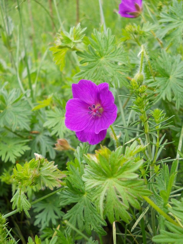 Image of Geranium sanguineum specimen.