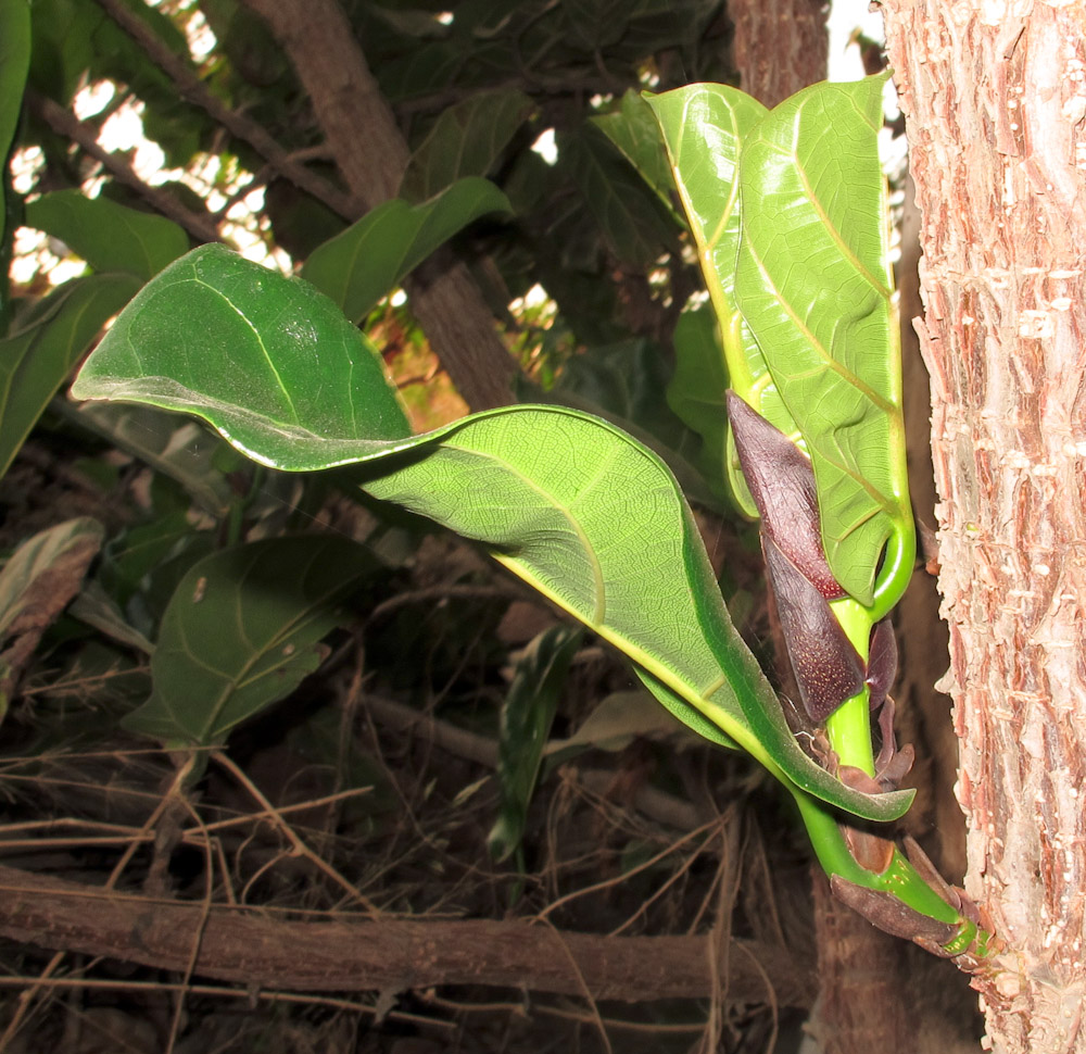 Image of Ficus lyrata specimen.