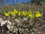 Sedum urvillei. Цветущее растение. Крым, Балаклава. 17 июня 2012 г.