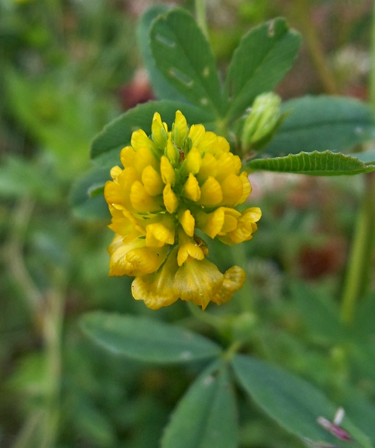 Image of Trifolium aureum specimen.